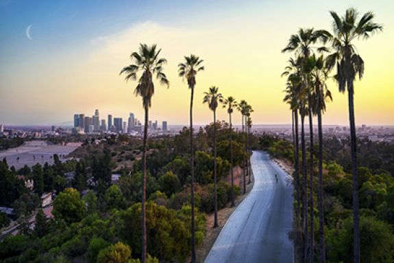 Palm trees lining the road in Los Angeles at sunset.